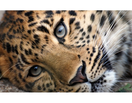 Леопард красивые картинки (5)