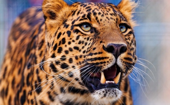 Леопард красивые картинки (7)