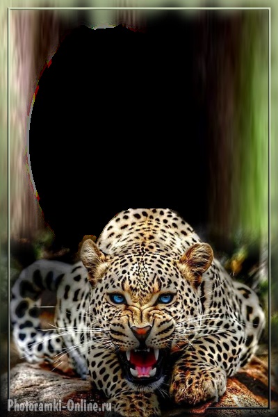 Леопард красивые картинки (9)