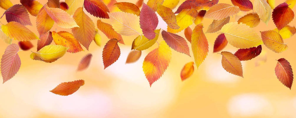 Осенние листья арт картинки (1)