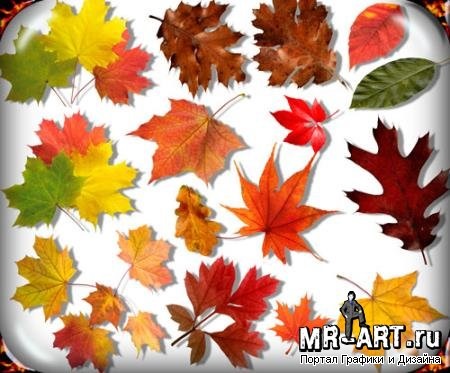 Осенние листья арт картинки (6)