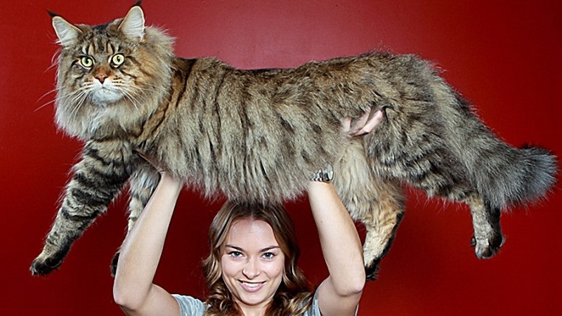 Популярные фото Павла Воли с котом (18)