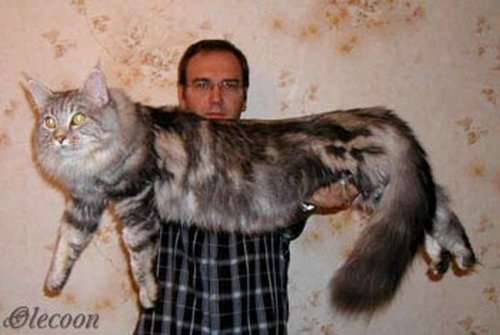 Популярные фото Павла Воли с котом (7)