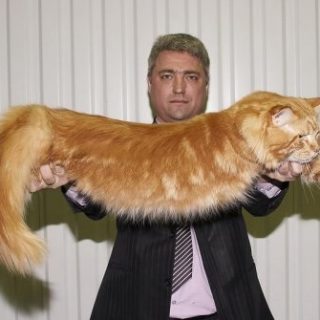 Популярные фото Павла Воли с котом (8)
