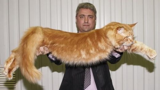 Популярные фото Павла Воли с котом (8)