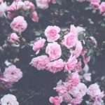Тумблер фоны цветы — сборка картинок