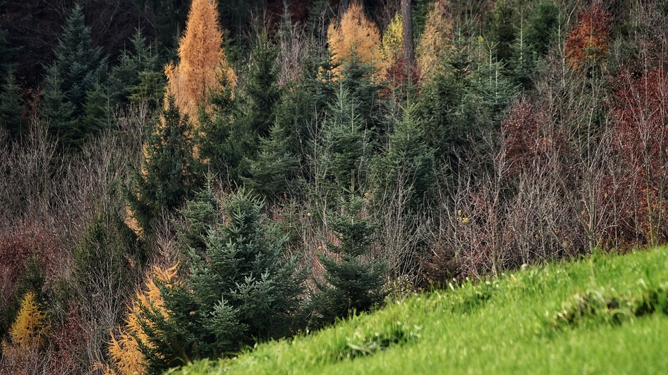 Фотографии природы еловый лес осенью (1)