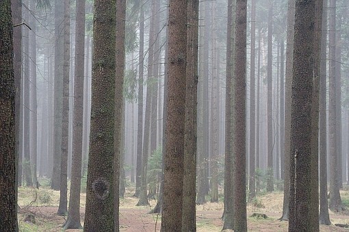 Фотографии природы еловый лес осенью (10)
