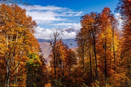 Фотографии природы еловый лес осенью (11)