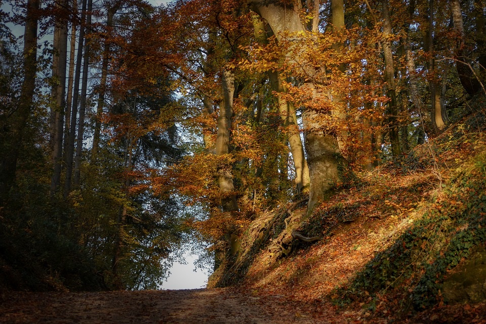 Фотографии природы еловый лес осенью (13)