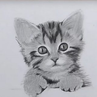 Невероятные срисовки котят (9)