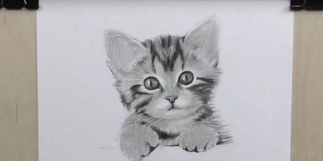Невероятные срисовки котят (9)