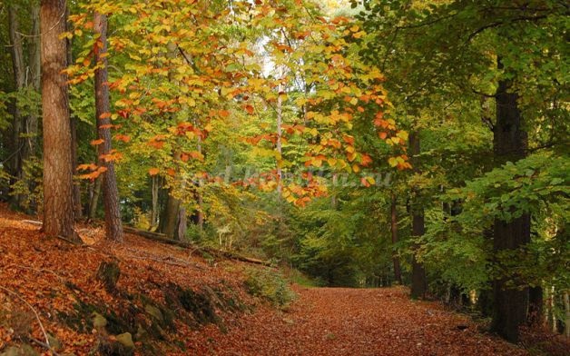 Осень в лесу красивые картинки для детей и родителей (1)