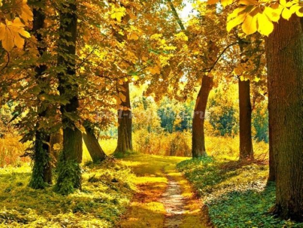 Осень в лесу красивые картинки для детей и родителей (22)