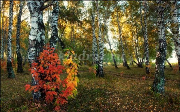 Осень в лесу красивые картинки для детей и родителей (24)