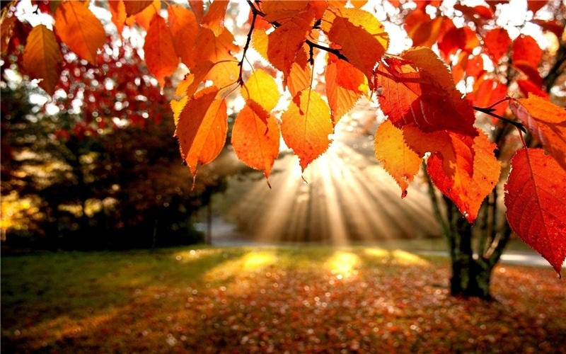 Открытки на День собирания осенних листьев 15 октября (1)