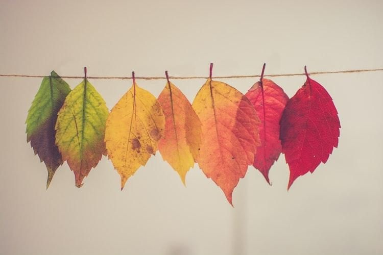 Открытки на День собирания осенних листьев 15 октября (11)