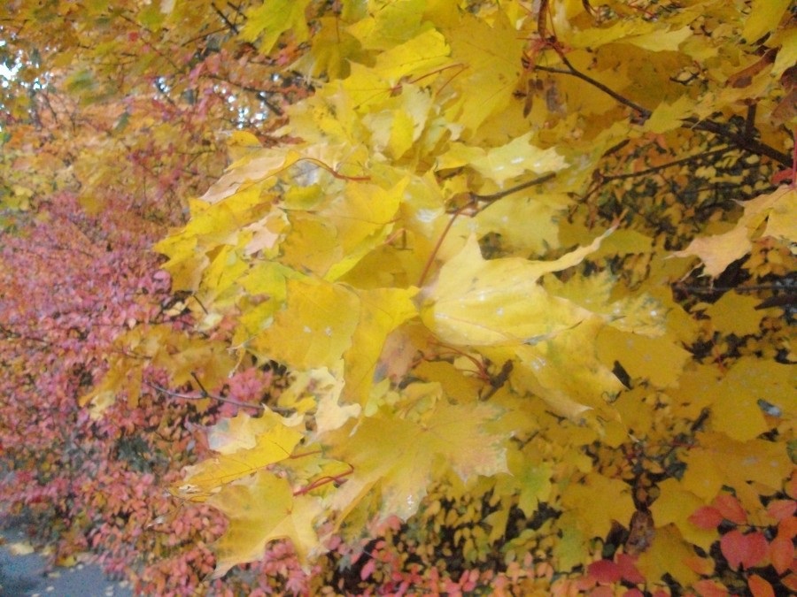 Открытки на День собирания осенних листьев 15 октября (13)