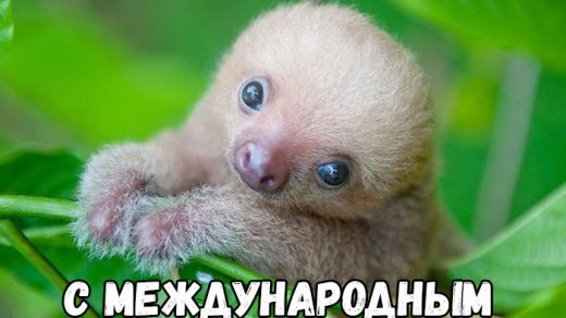 Открытки на Международный день ленивца 20 октября (20)