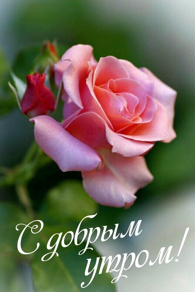 Доброе утро с розами красивые открытки для любимых (11)