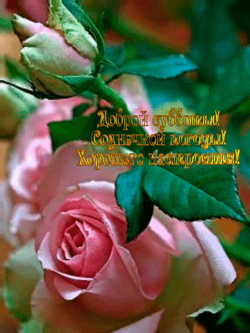 Доброе утро с розами красивые открытки для любимых (20)