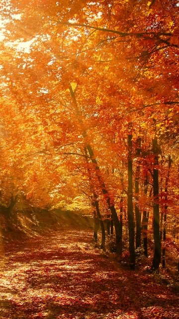 Красивые фото про осень (11)