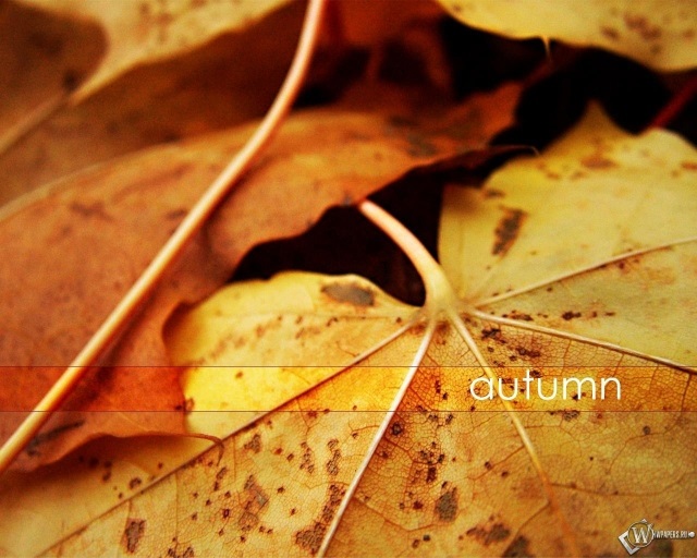 Красивые фото про осень (16)