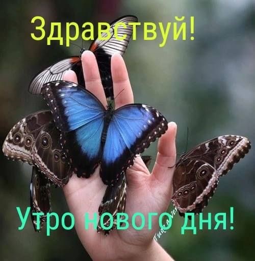 Милые картинки бабочки доброе утро (6)