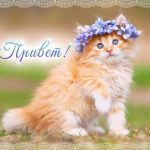 Приветик в картинках прикольные и милые