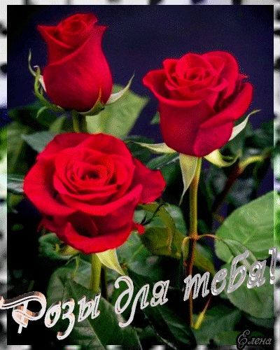 Для тебя розы   самые милые открытки букеты для девушек (25)
