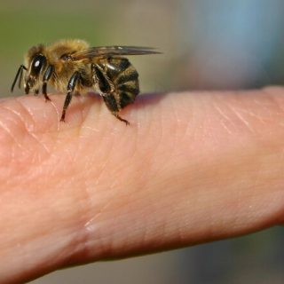 Почему пчелы умирают, если ужалят 2