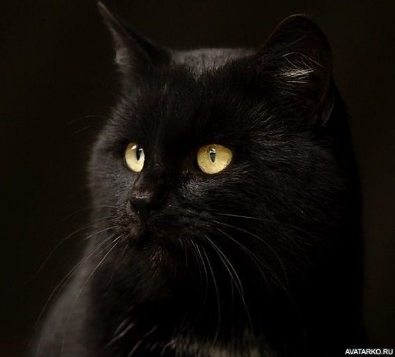 Классные картинки на аву черная кошка (1)