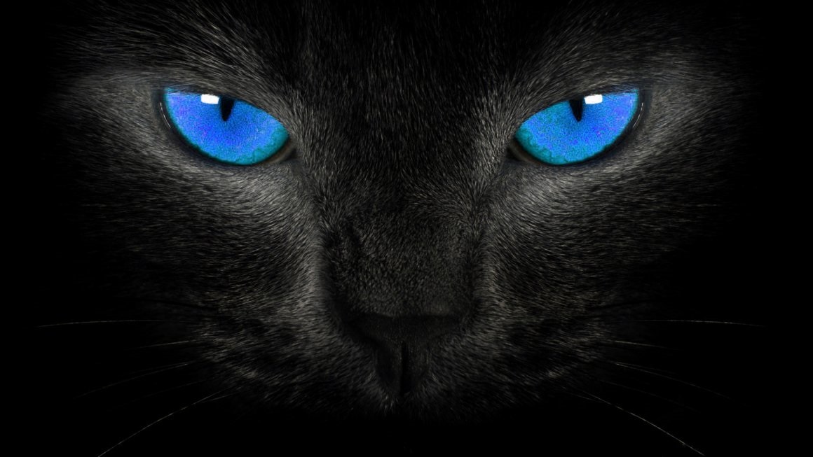 Классные картинки на аву черная кошка (10)
