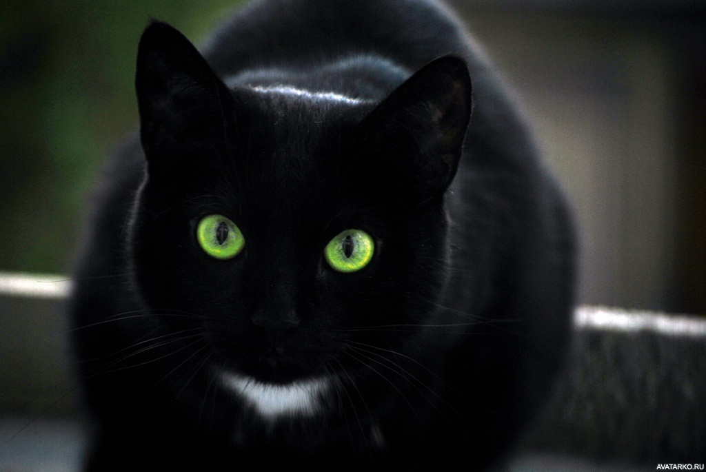 Классные картинки на аву черная кошка (11)