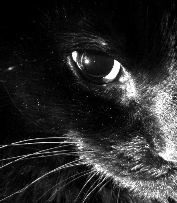 Классные картинки на аву черная кошка (12)