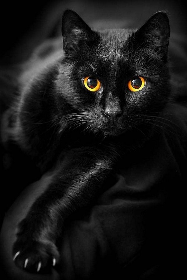 Классные картинки на аву черная кошка (13)