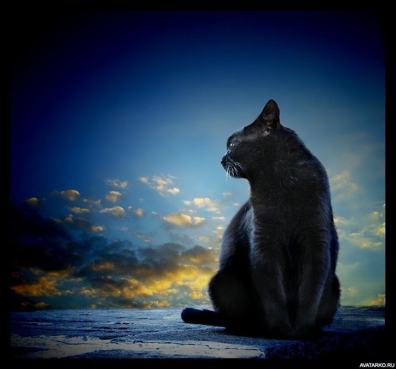 Классные картинки на аву черная кошка (14)