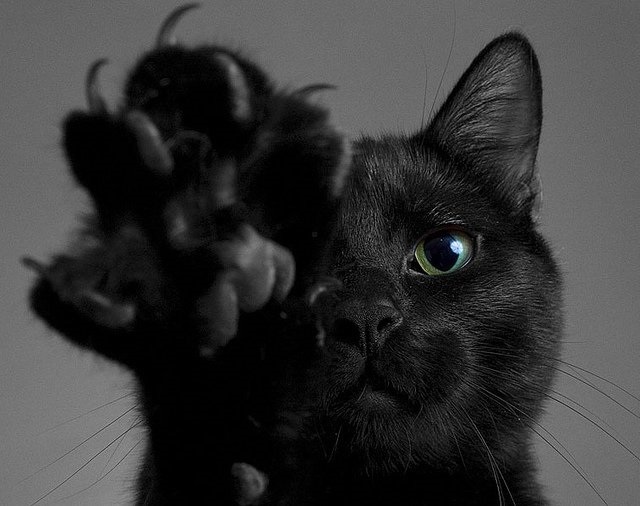 Классные картинки на аву черная кошка (15)