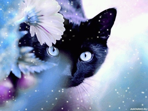 Классные картинки на аву черная кошка (16)