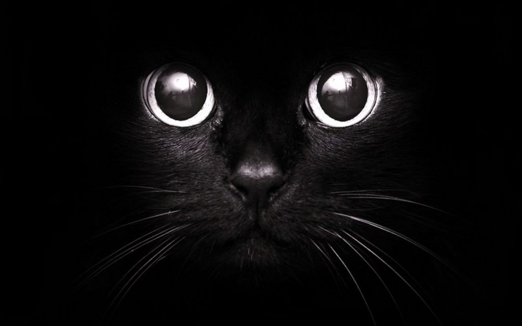 Классные картинки на аву черная кошка (18)