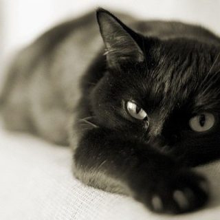 Классные картинки на аву черная кошка (19)
