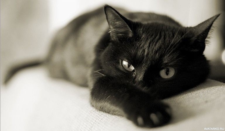 Классные картинки на аву черная кошка (19)
