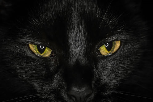 Классные картинки на аву черная кошка (2)