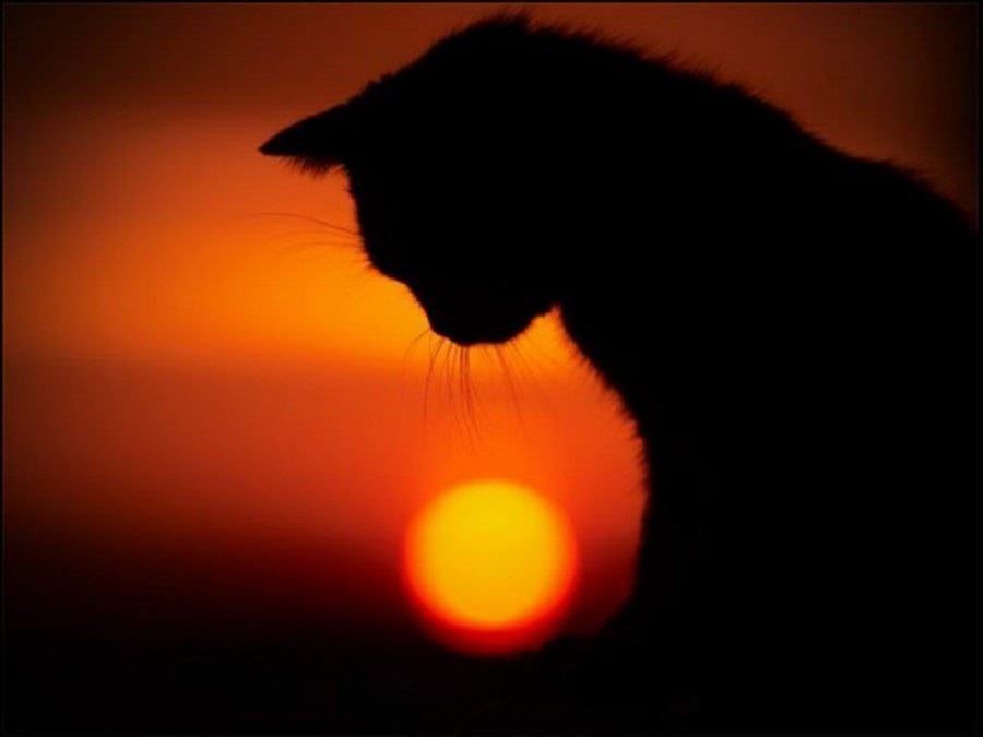 Классные картинки на аву черная кошка (22)