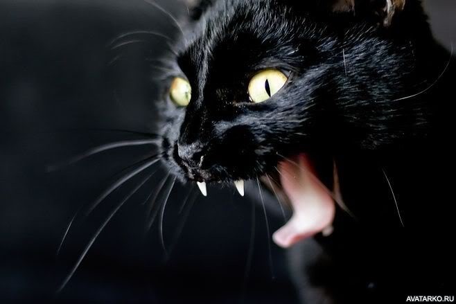 Классные картинки на аву черная кошка (23)