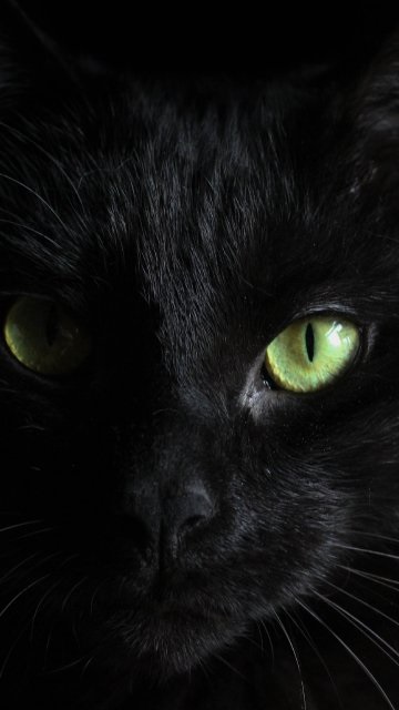 Классные картинки на аву черная кошка (25)
