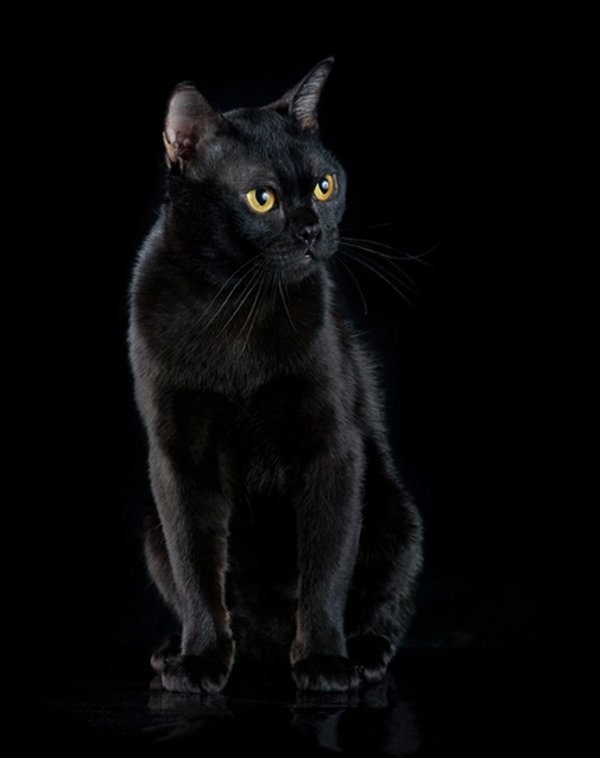 Классные картинки на аву черная кошка (26)