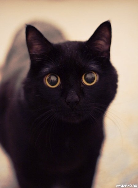 Классные картинки на аву черная кошка (27)