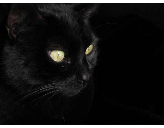 Классные картинки на аву черная кошка (3)