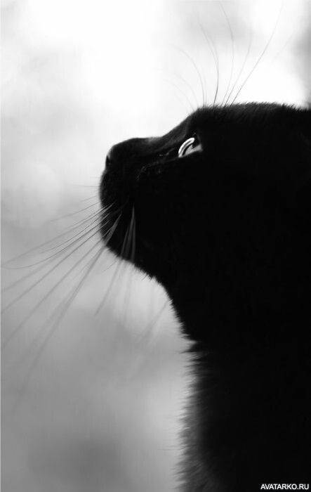 Классные картинки на аву черная кошка (7)